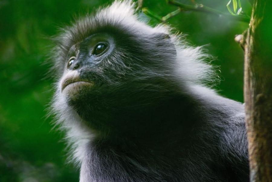 Dusky leaf monkeys are common at Laem Sala Beach, not as annoying as macaques