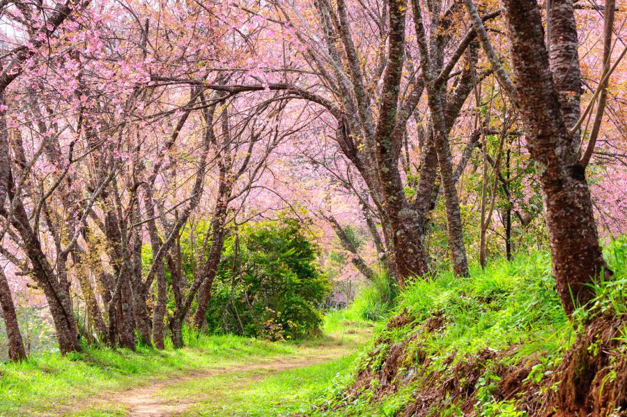 Sakura blooming happens briefly around February every year