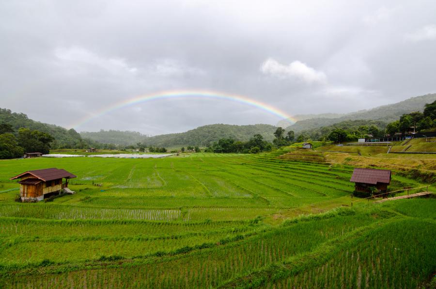 Rice paddies of Mae Klang Luang Village in the rainy season