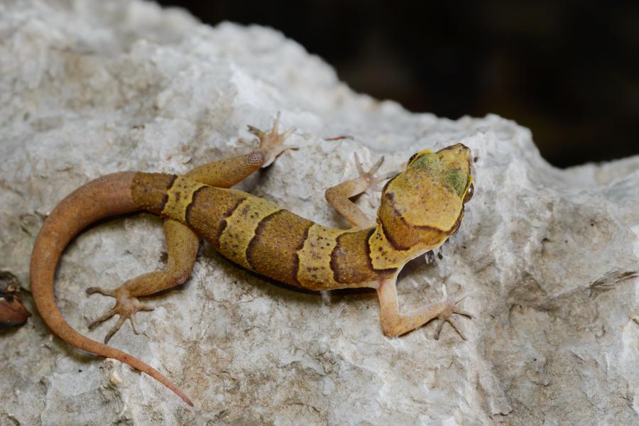Named after the national park, Sam Roi Yot bent-toed gecko (Cyrtodactylus samroiyot) is an endemic species only known from the park