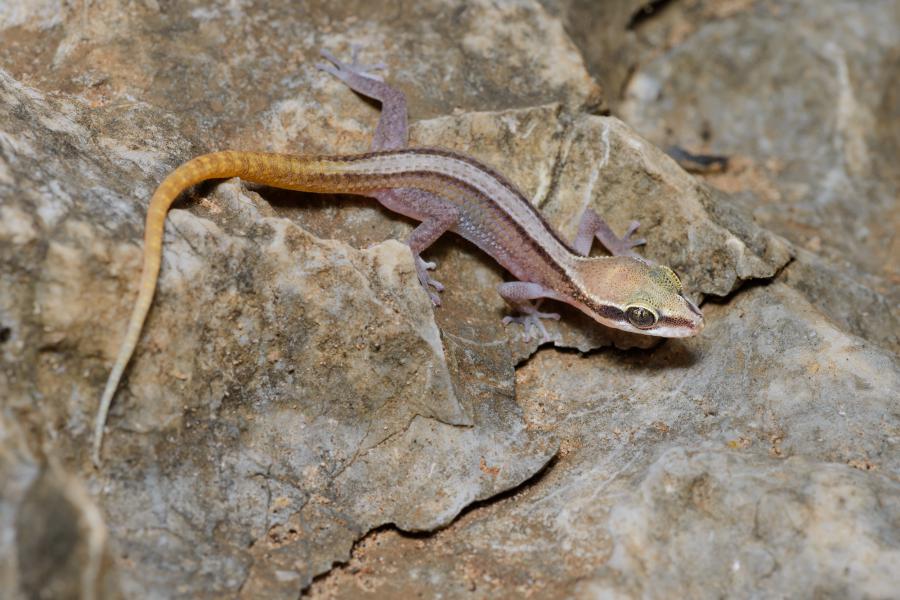 Sam Roi Yot leaf-toed gecko (Dixonius kaweesaki) is another gecko species named after the park, also only found in this park