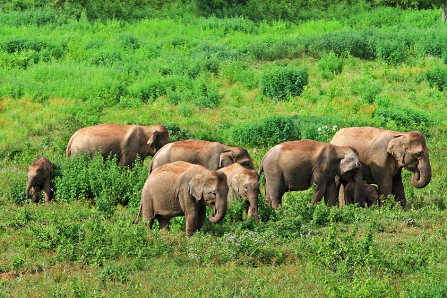 Herds of elephants are seen daily in the wildlife watching area