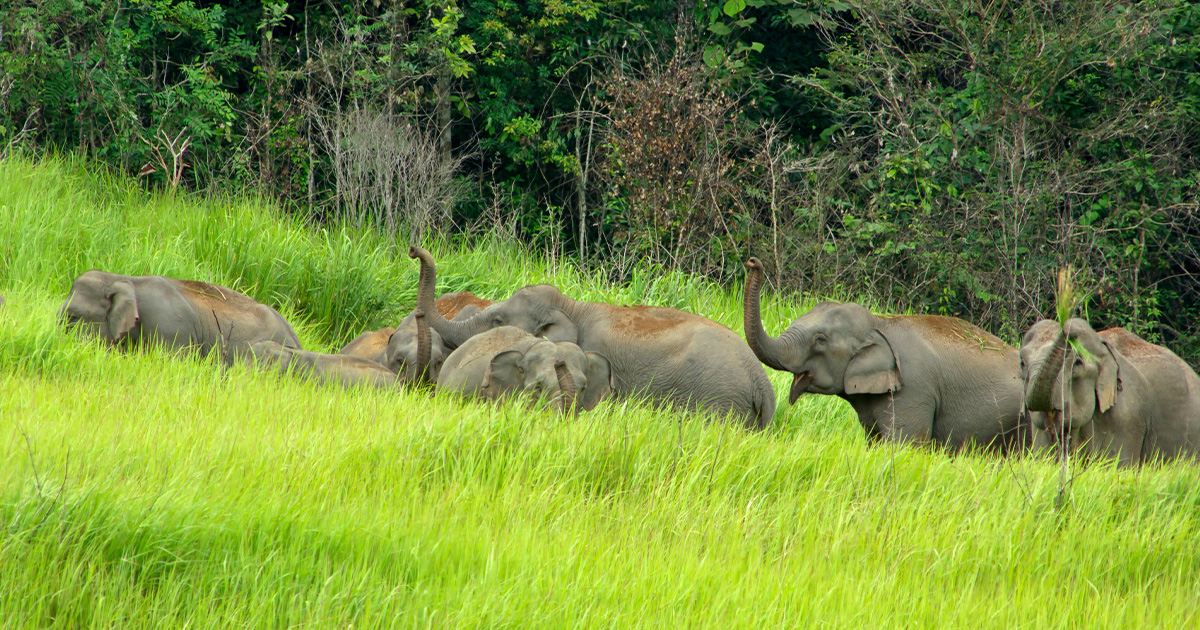 Khao Yai National Park Wildlife