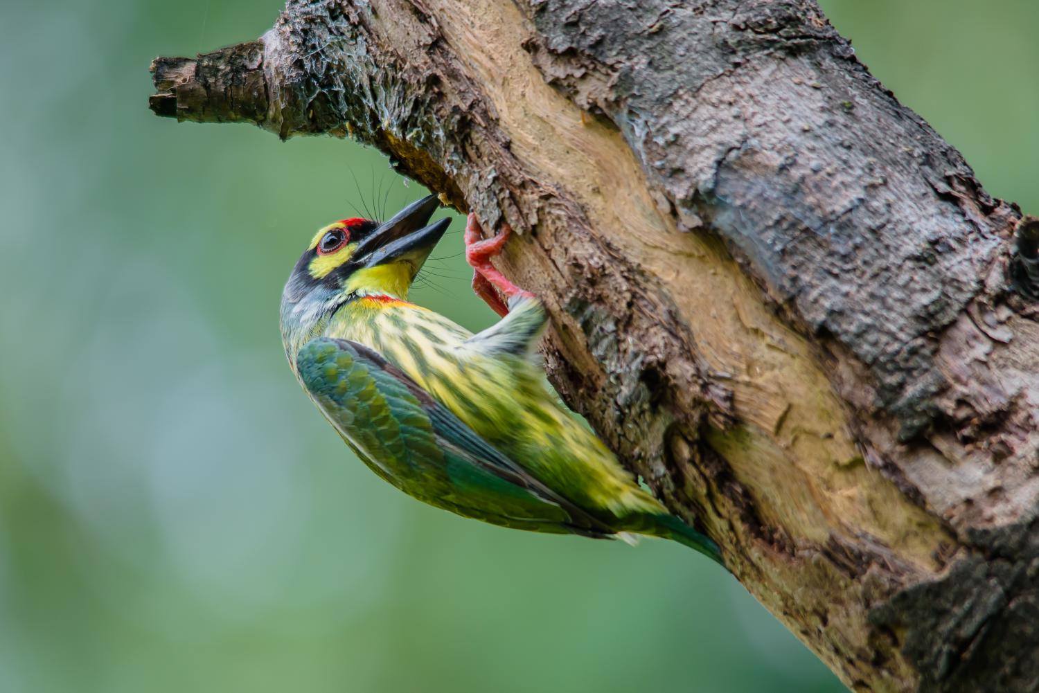 Coppersmith barbet (Psilopogon haemacephalus)