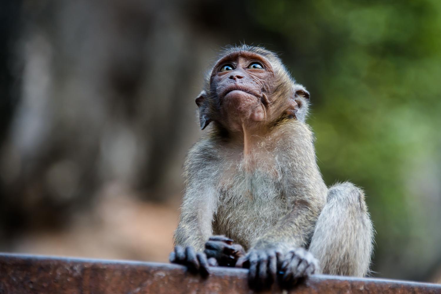カニクイザル（幼獣） Crab-eating Macaque　頭骨 カニクイザル（幼獣） Crab-eating Macaque 頭骨