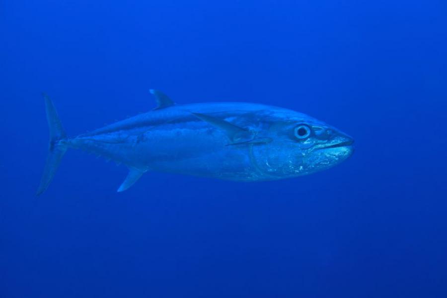Dogtooth tuna (Gymnosarda unicolor)