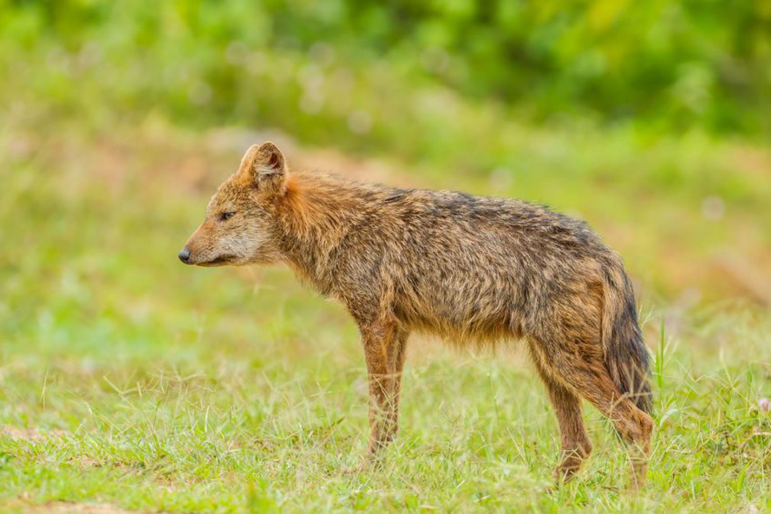 definition jackal definition jackal