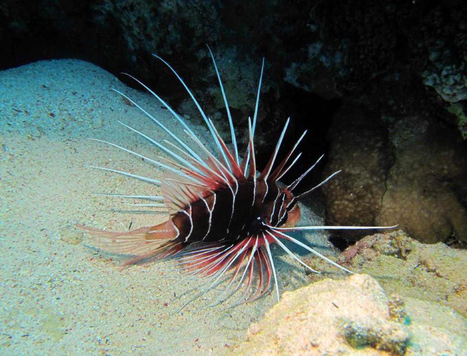 Clearfin lionfish (Pterois radiata)