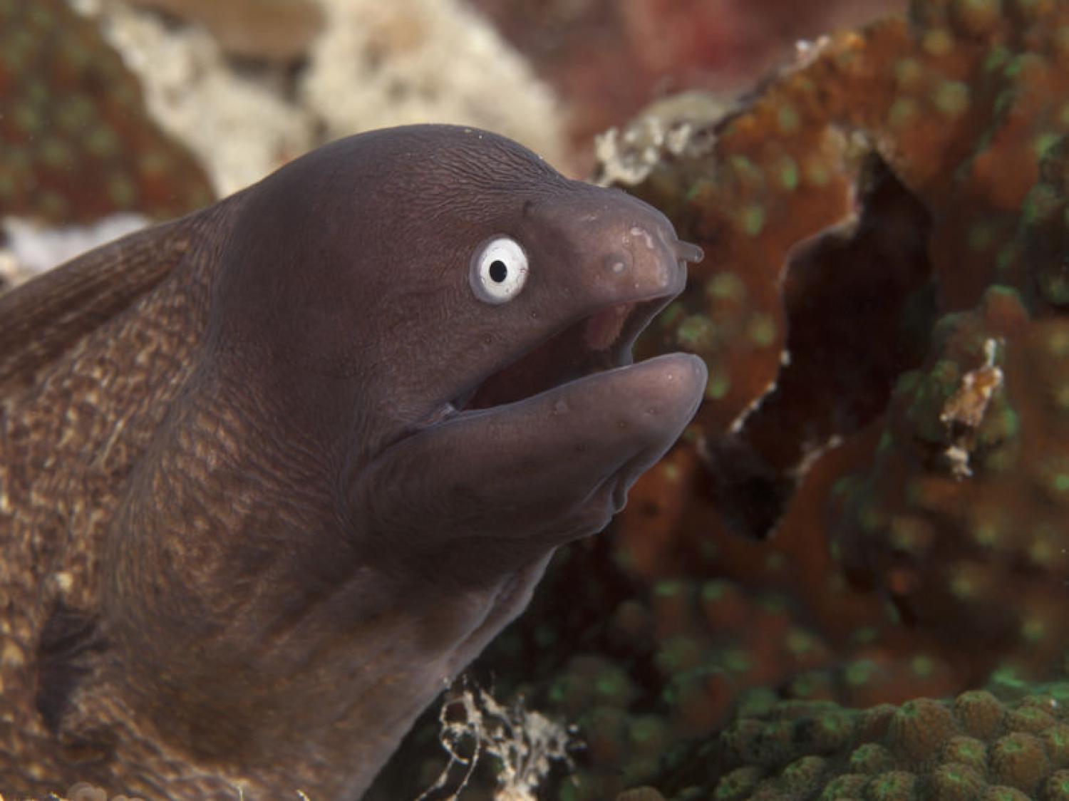 Greyface moray eel (Gymnothorax thyrsoideus)