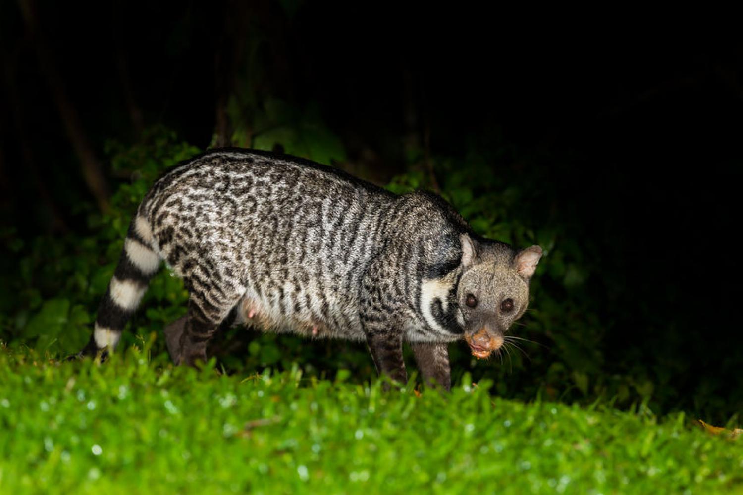 Large Indian civet - Wikipedia