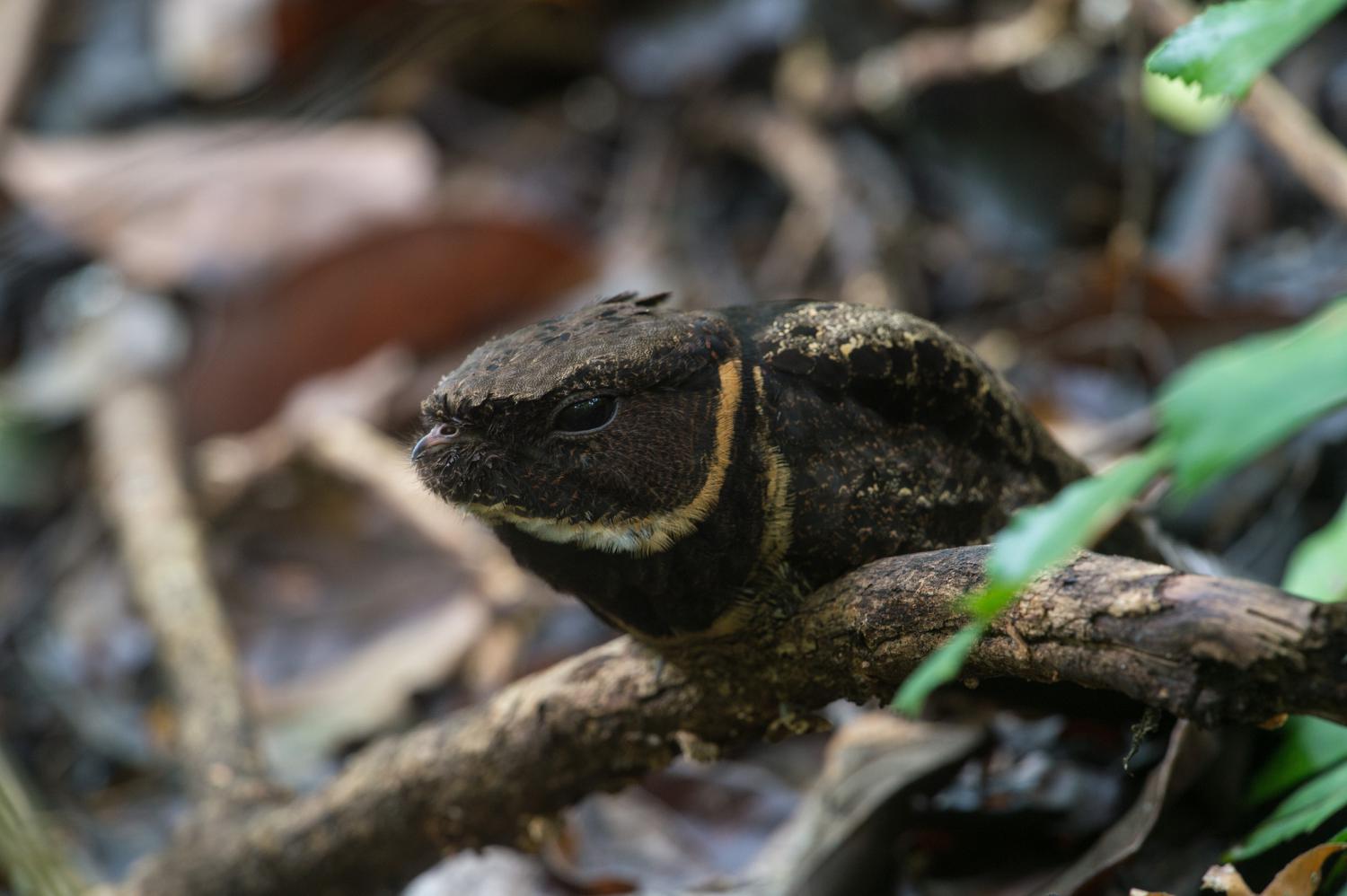 Great eared nightjar (Lyncornis macrotis)