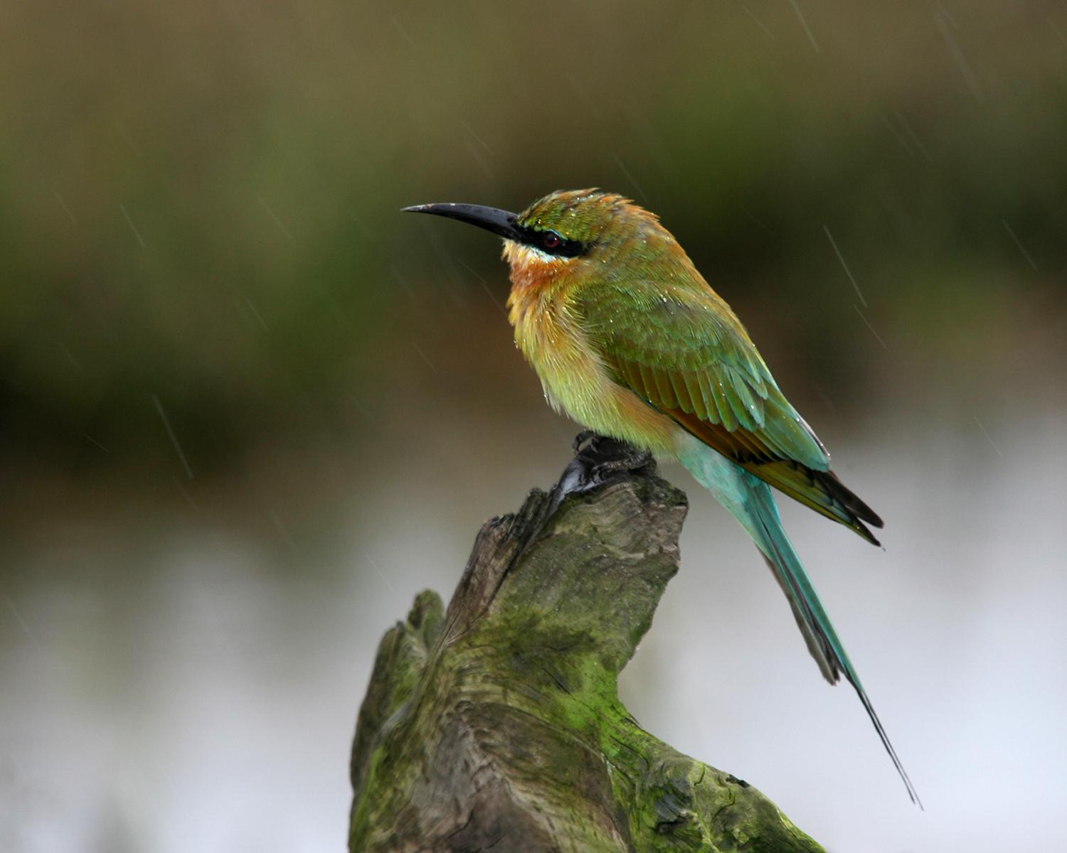 Blue-tailed bee-eater (Merops philippinus)