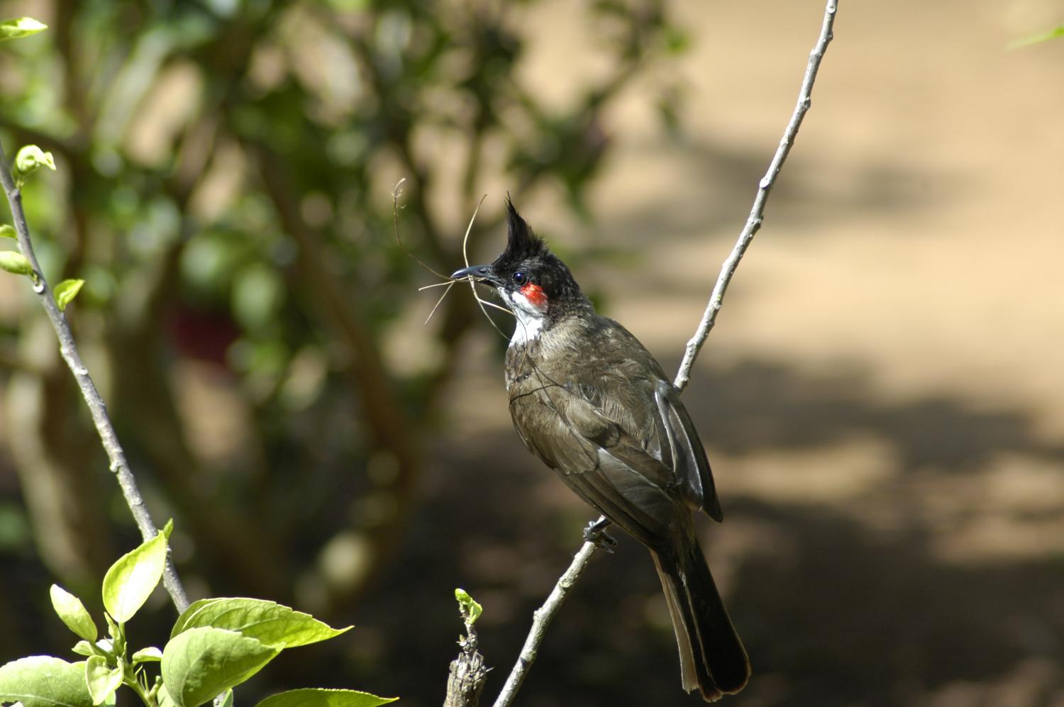 Red-whiskered bulbul - Wikipedia