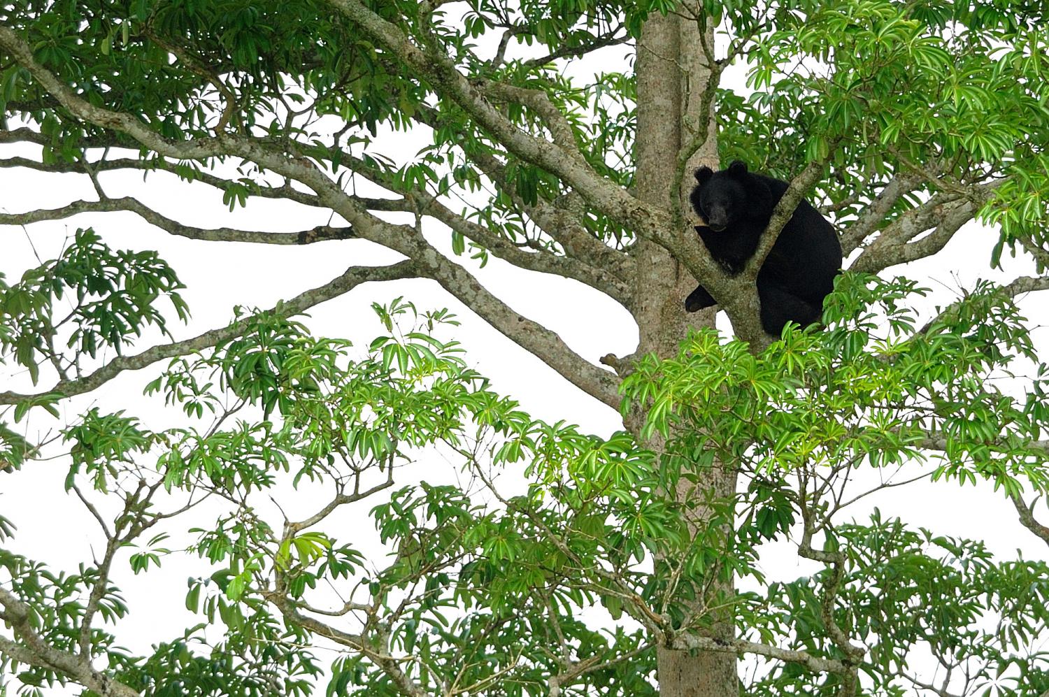 Asian black bear (Ursus thibetanus)