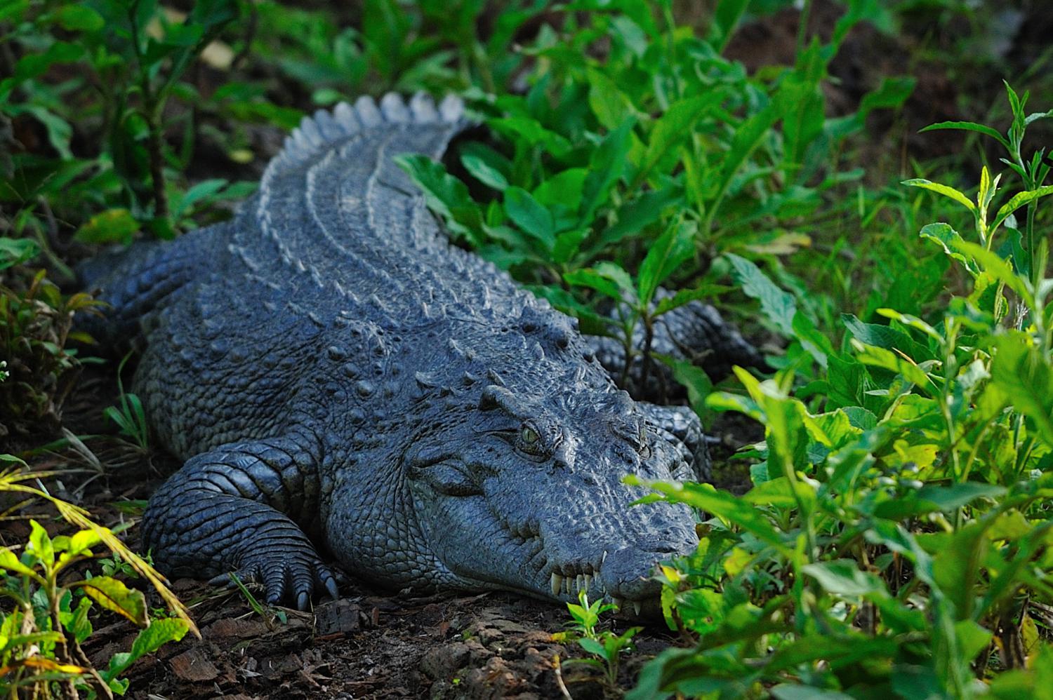 Siamese Crocodile  Crocodiles Of The World