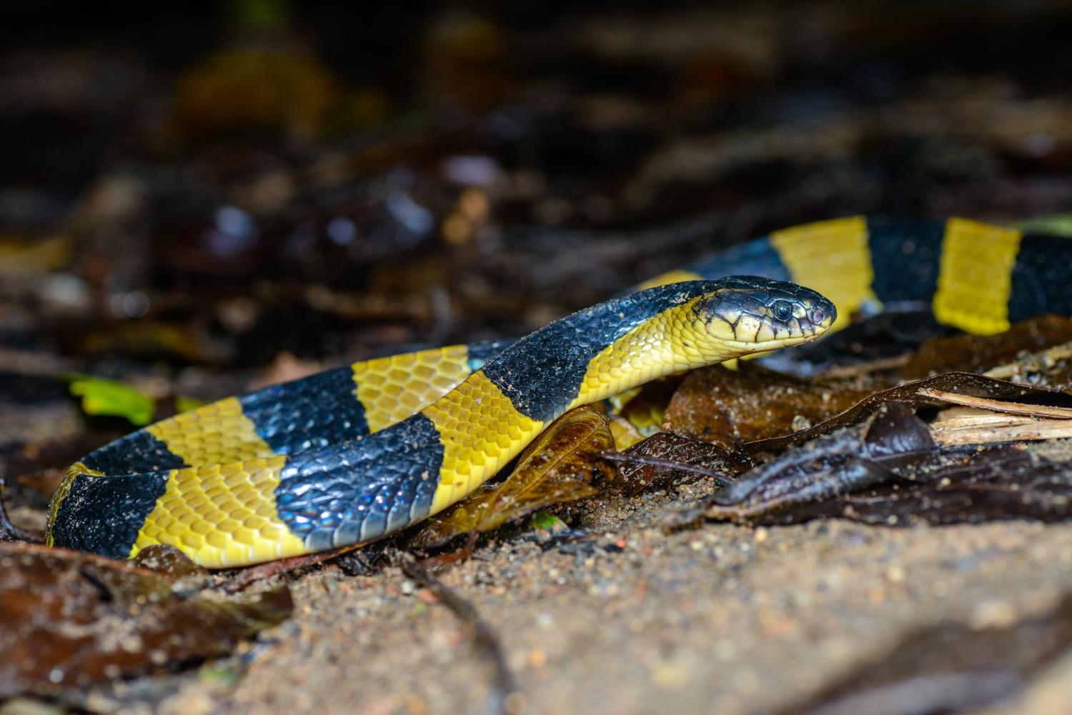 banded krait