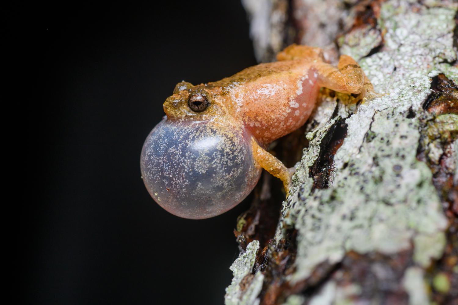 Karin shrub frog (Raorchestes parvulus)