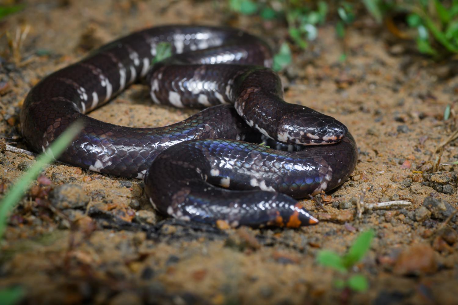Jodi's pipe snake (Cylindrophis jodiae)