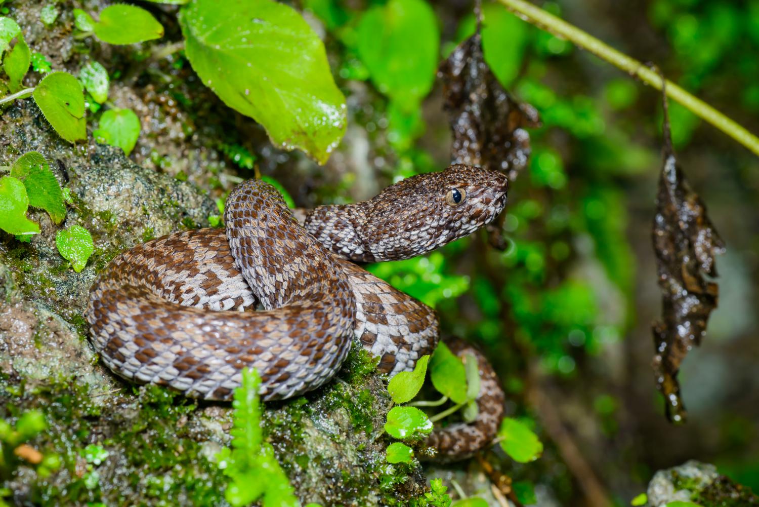 Mangrove pit viper (Trimeresurus 