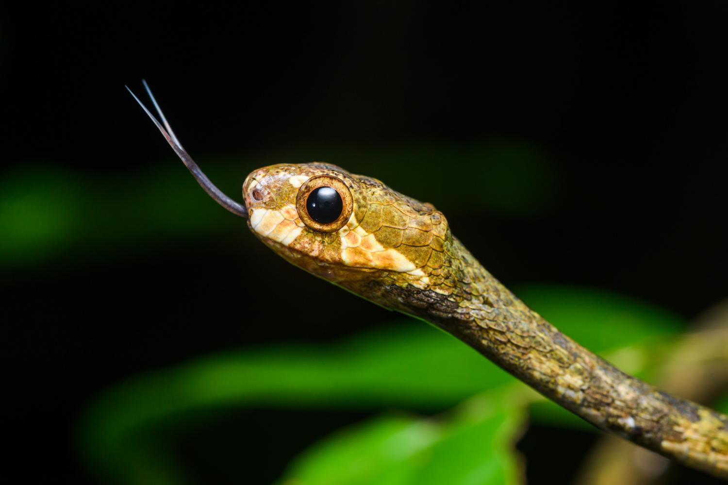 Blunt-headed tree snake (Aplopeltura boa)