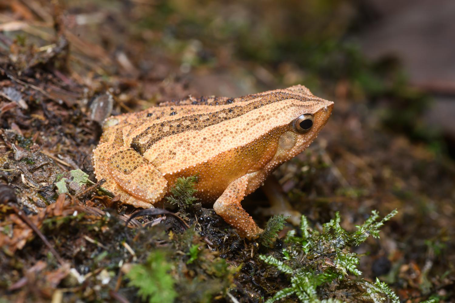 Striped sticky frog (Kalophrynus interlineatus)