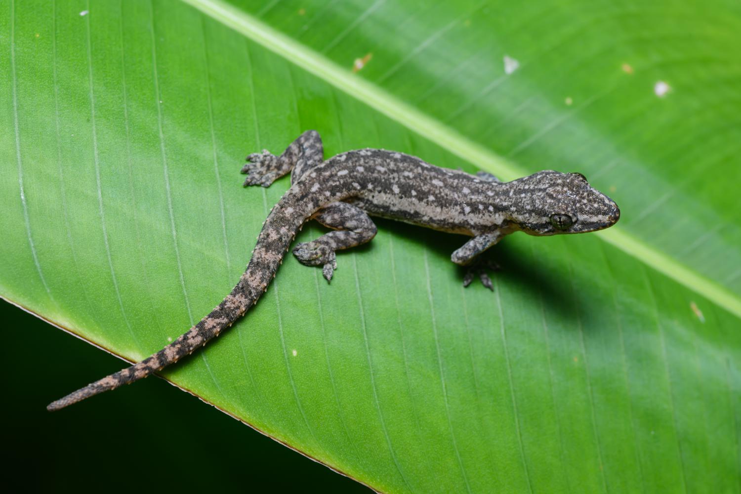 Common House Gecko Hemidactylus Frenatus 