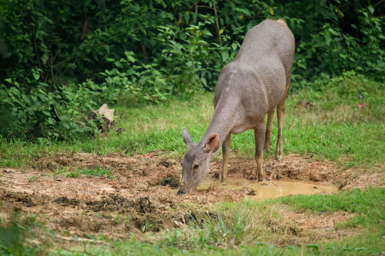 Sambar deer (Rusa unicolor) Sambar deer (Rusa unicolor)
