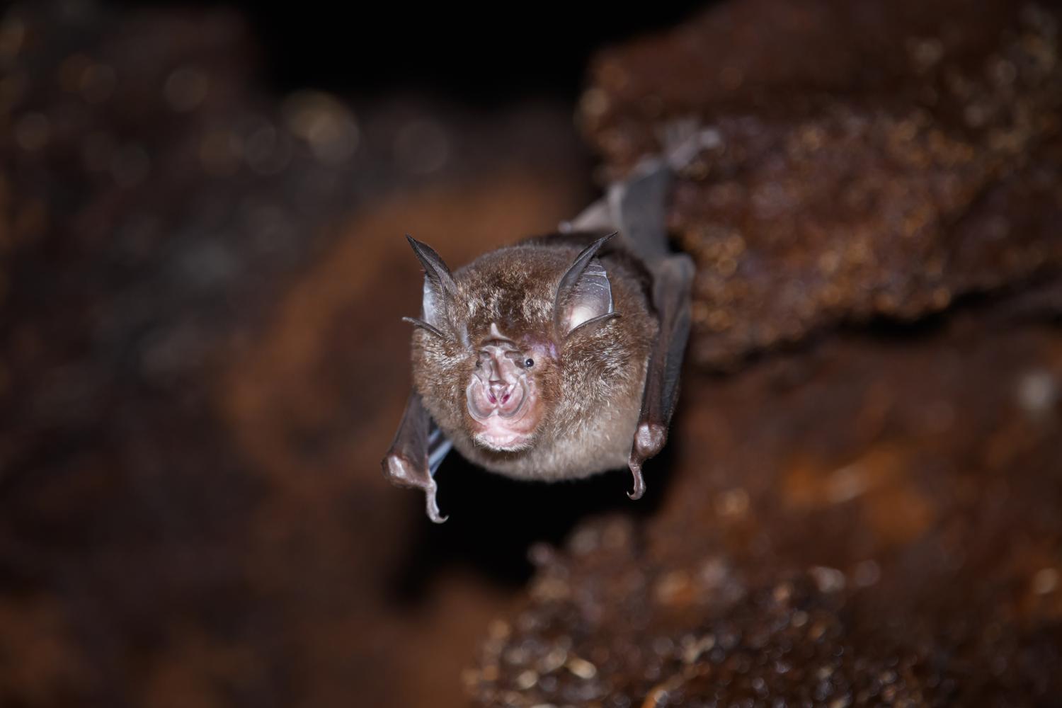 Acuminate horseshoe bat (Rhinolophus acuminatus)