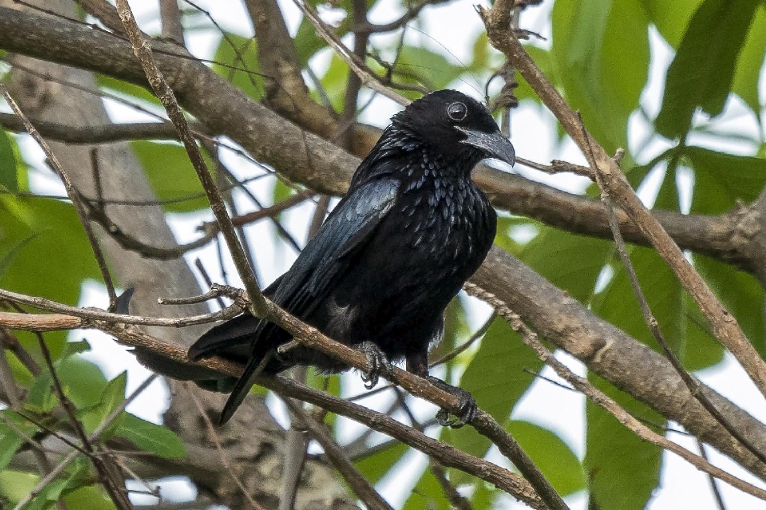 Hair-crested drongo (Dicrurus hottentottus) Hair-crested drongo (Dicrurus hottentottus)