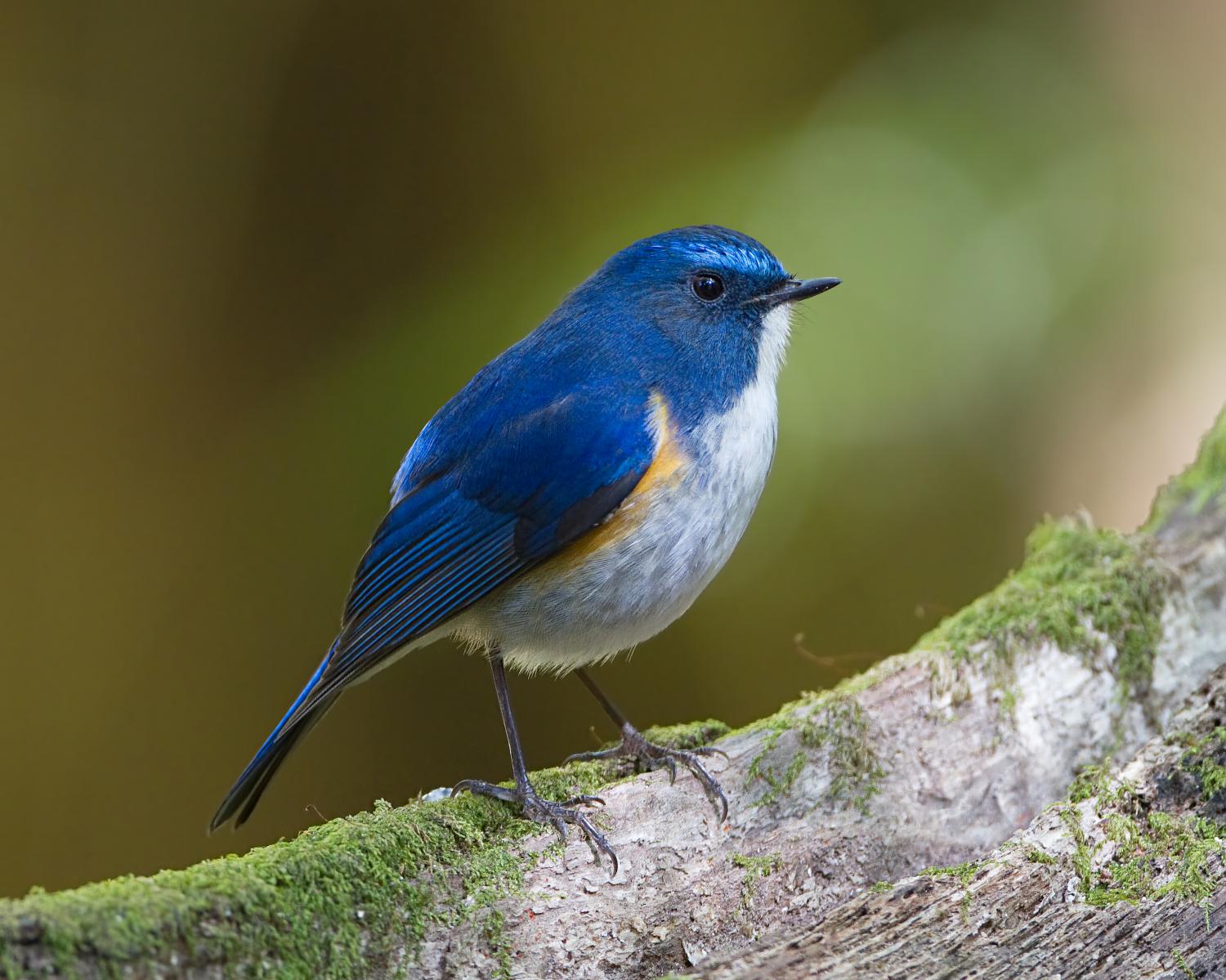 Red-flanked Bluetail - Species Range Map