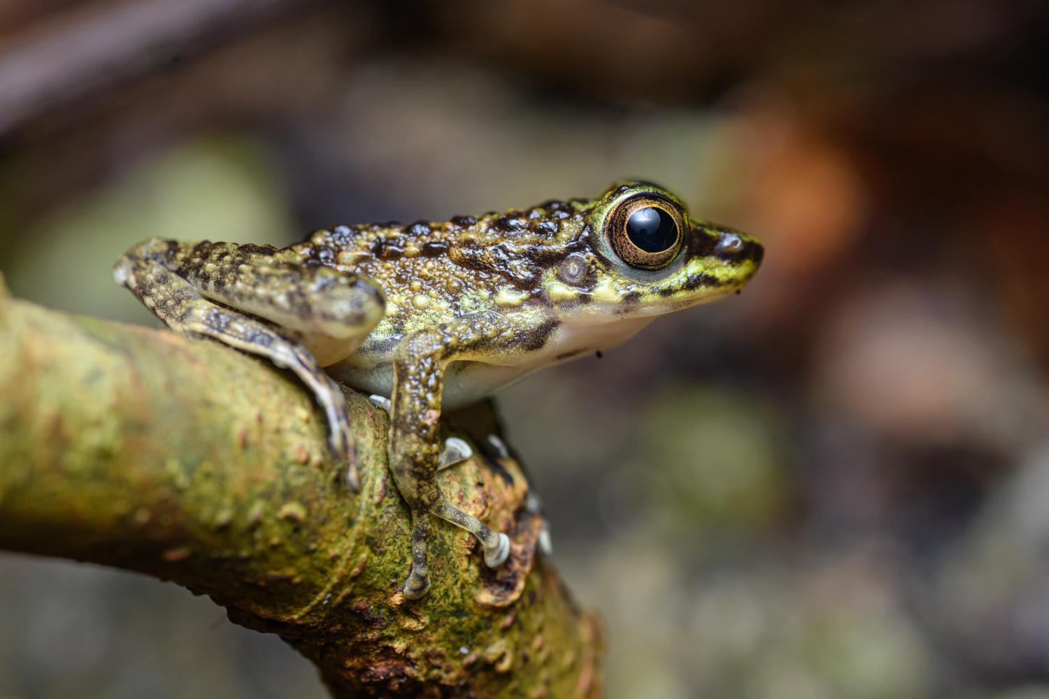 Larut torrent frog (Amolops larutensis)