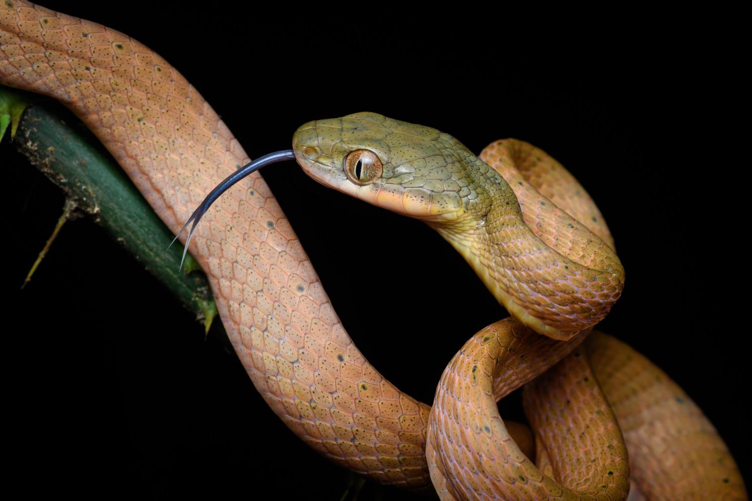 Змея башэ фото Black-headed cat snake (Boiga nigriceps)