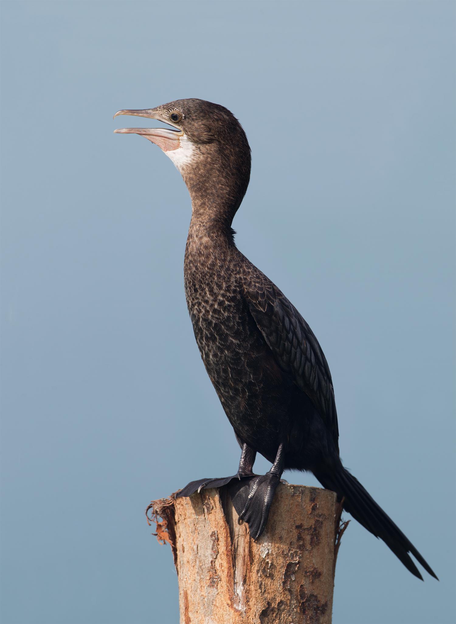 Little cormorant (Microcarbo niger)