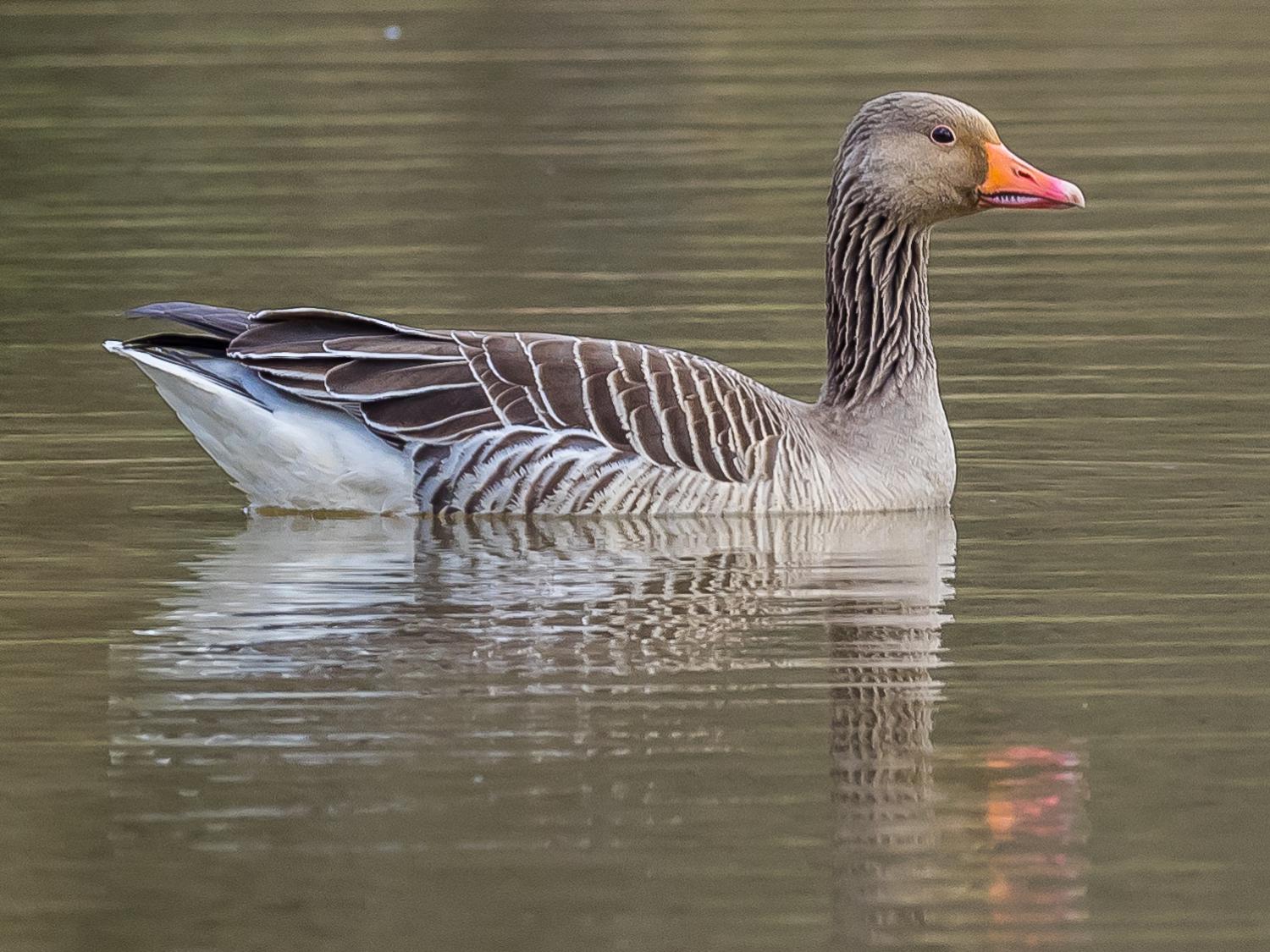 Greylag goose (Anser anser)