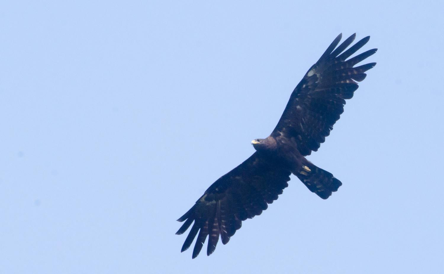 Black eagle (Ictinaetus malaiensis)