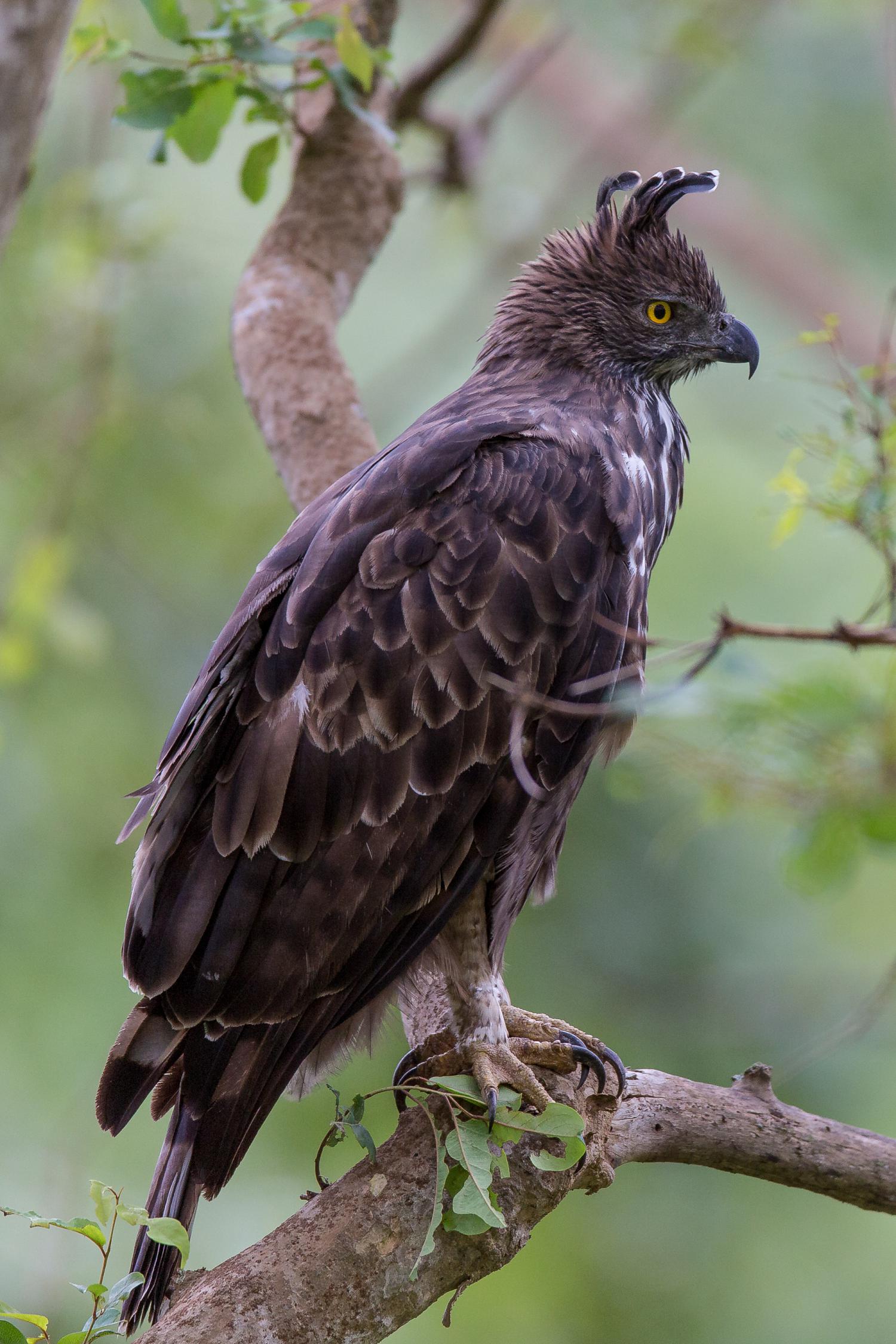 Changeable hawk-eagle (Nisaetus limnaeetus)