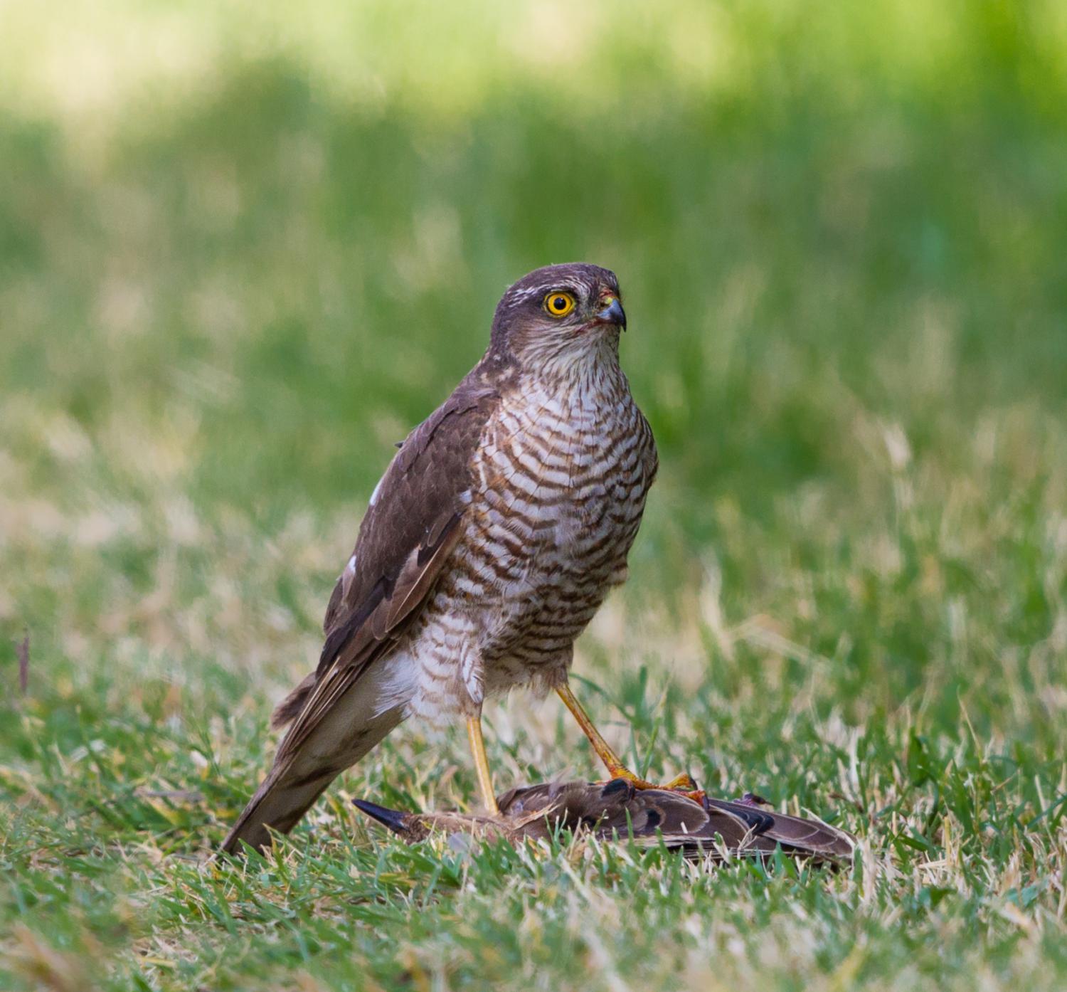 Eurasian sparrowhawk (Accipiter nisus)
