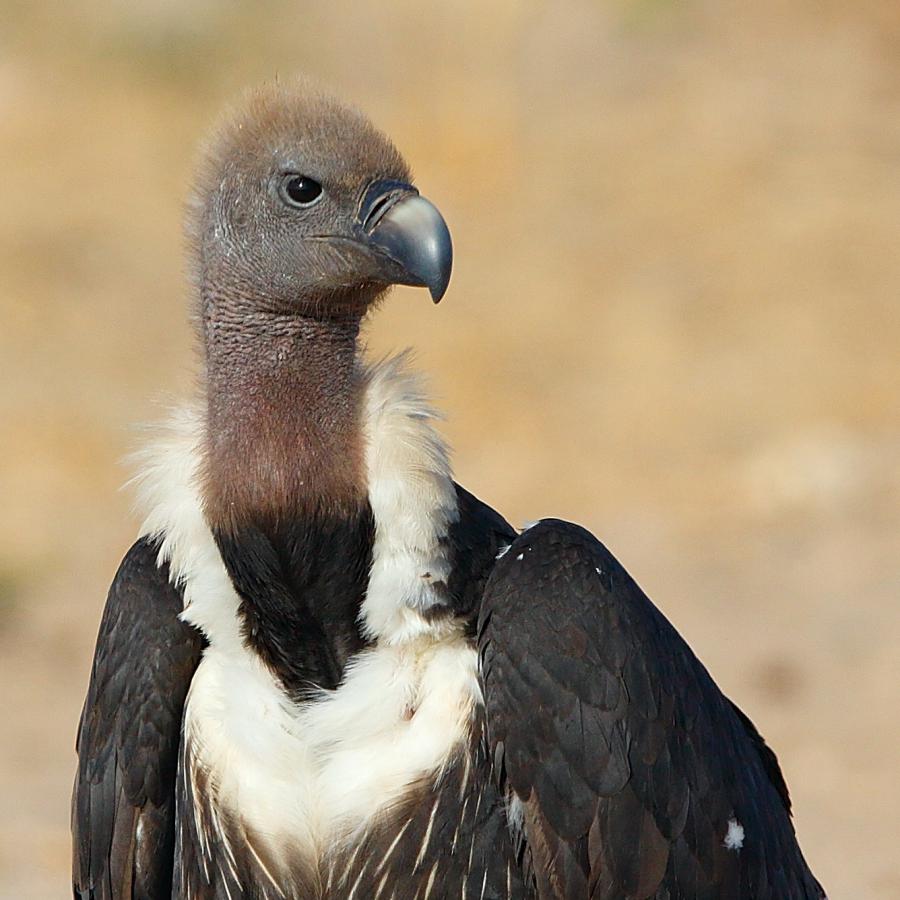 white rumped vulture white rumped vulture