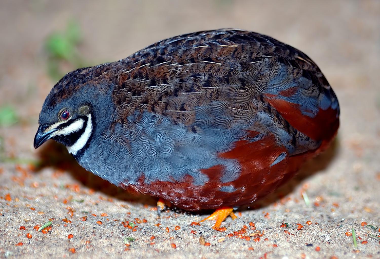 Bluebreasted quail (Excalfactoria chinensis)