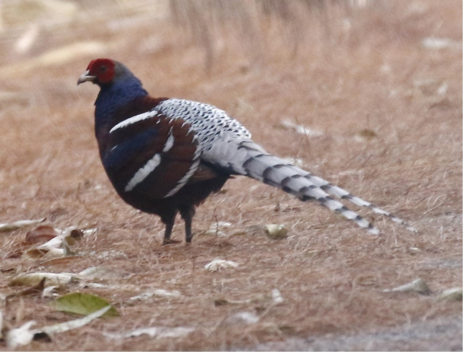 Mrs. Hume's pheasant (Syrmaticus humiae)