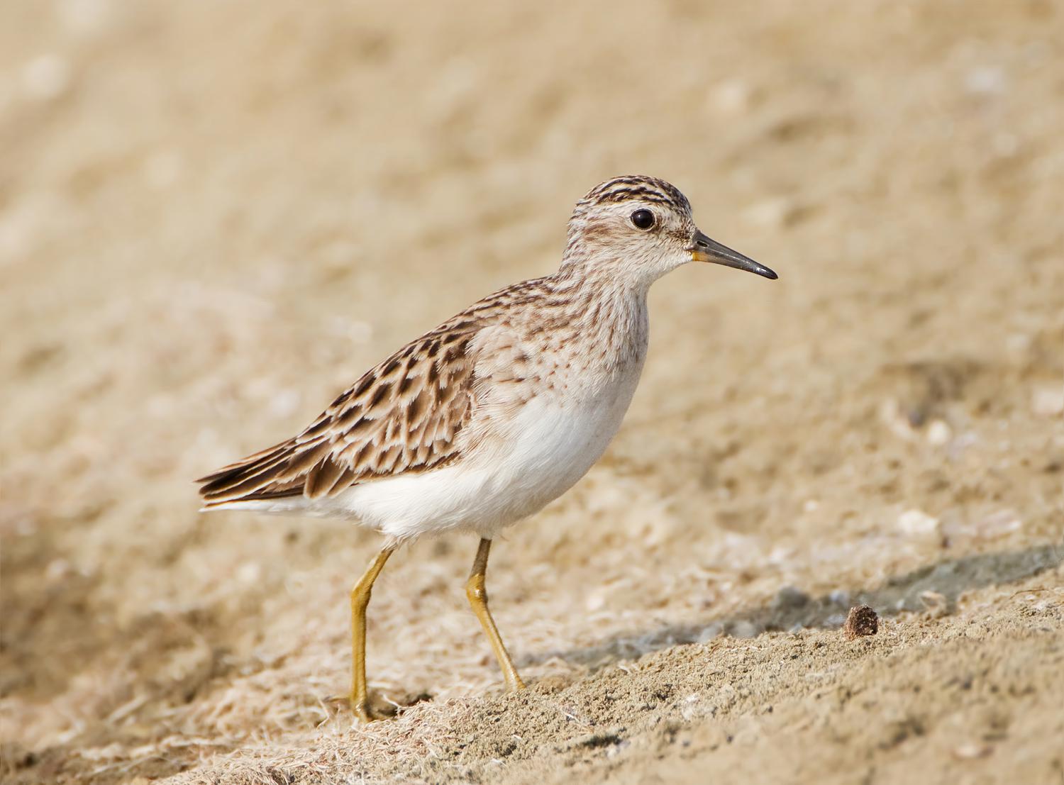 Longtoed stint (Calidris subminuta)