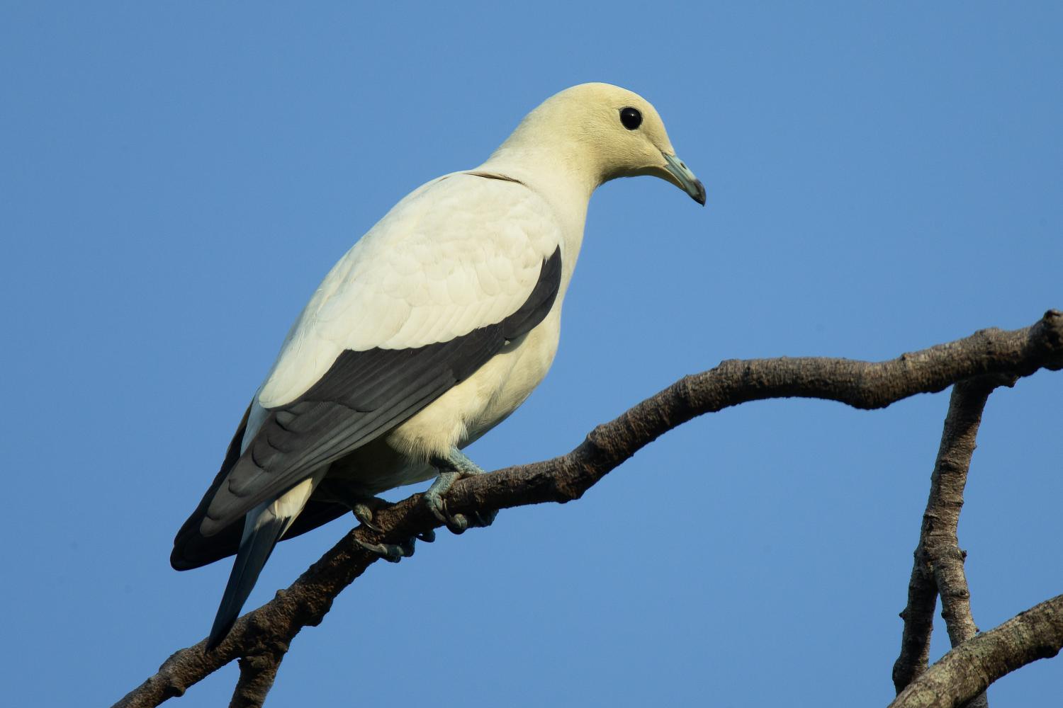 Pied imperial pigeon (Ducula bicolor)
