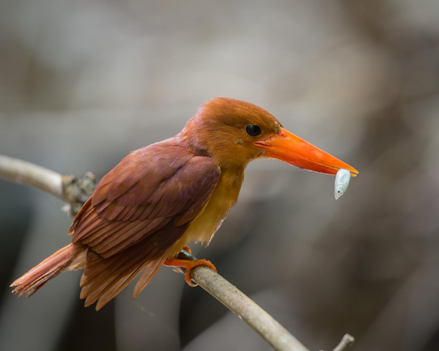 Ruddy kingfisher (Halcyon coromanda)