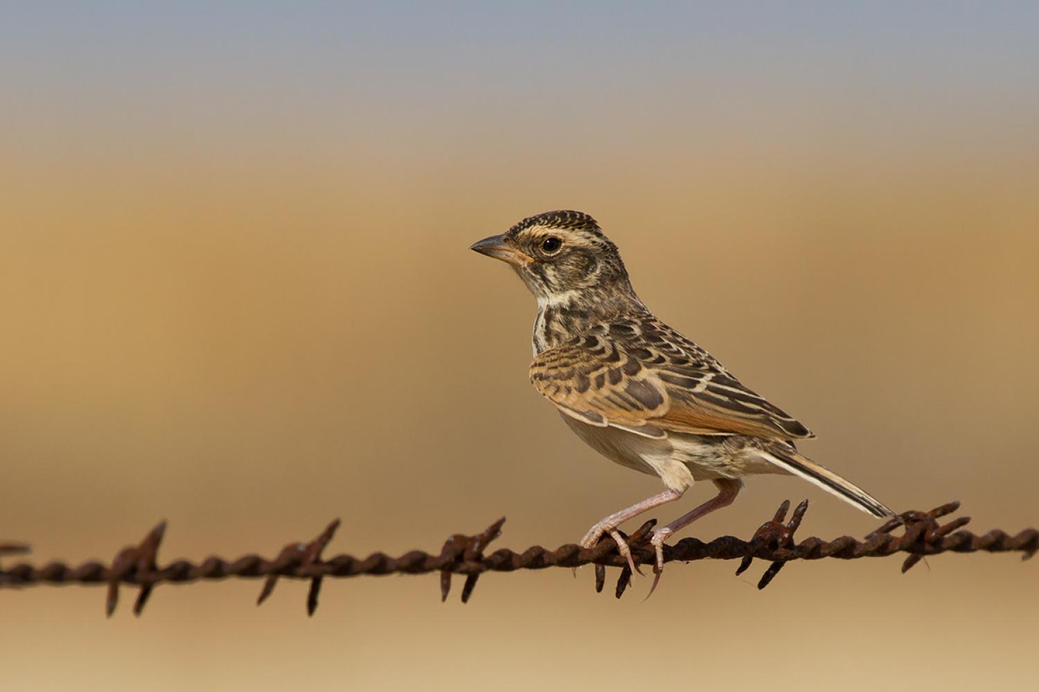 Australasian bushlark (Mirafra javanica)