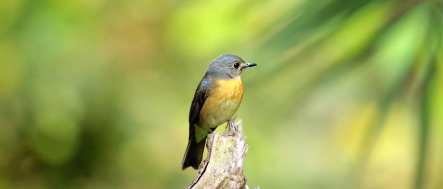 blue flycatcher
