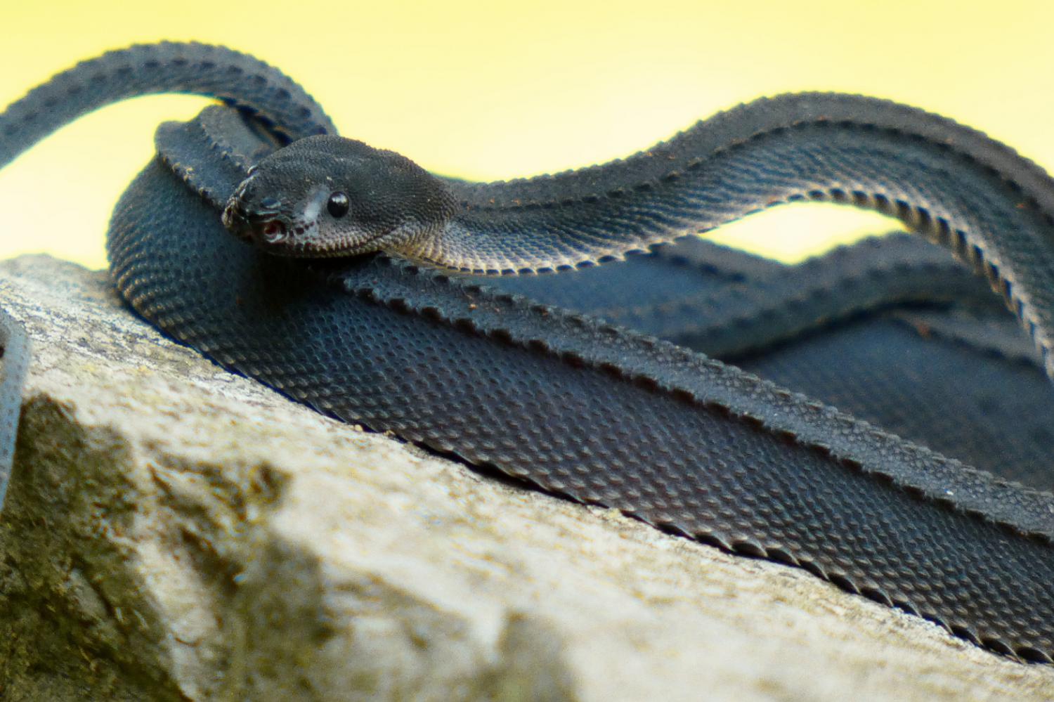 Xenodermus Javanicus