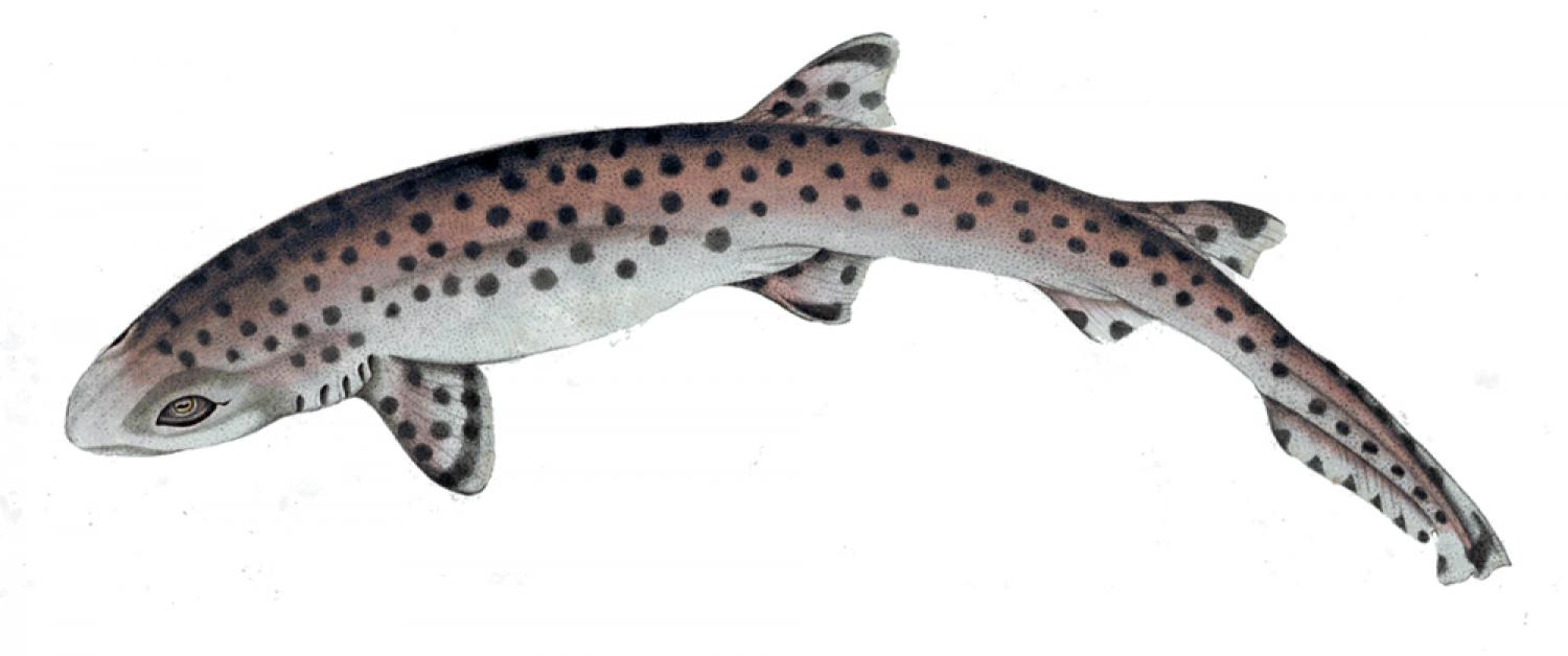 Coral catshark (Atelomycterus marmoratus)