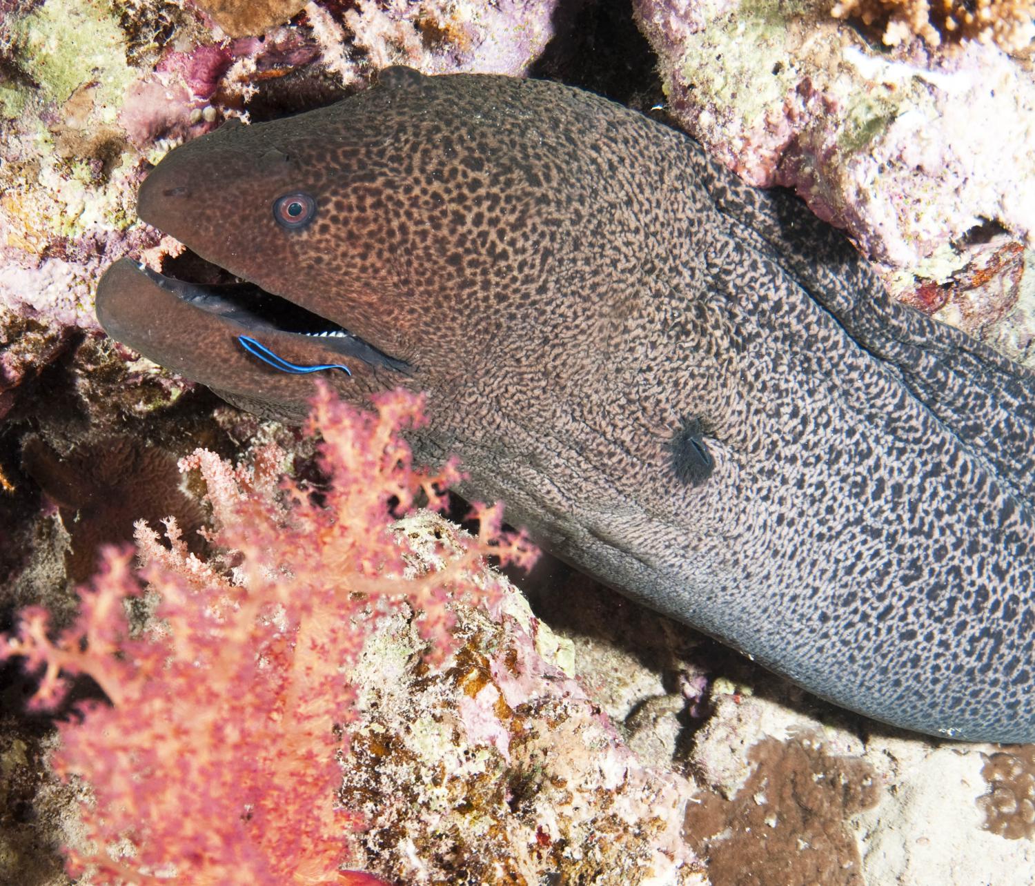 Giant moray eel deals
