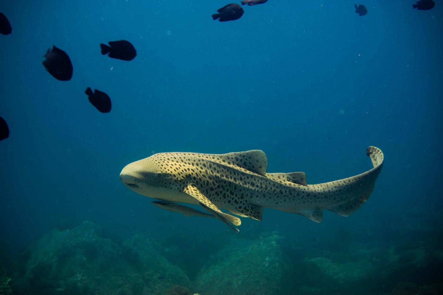 Zebra shark (Stegostoma fasciatum)