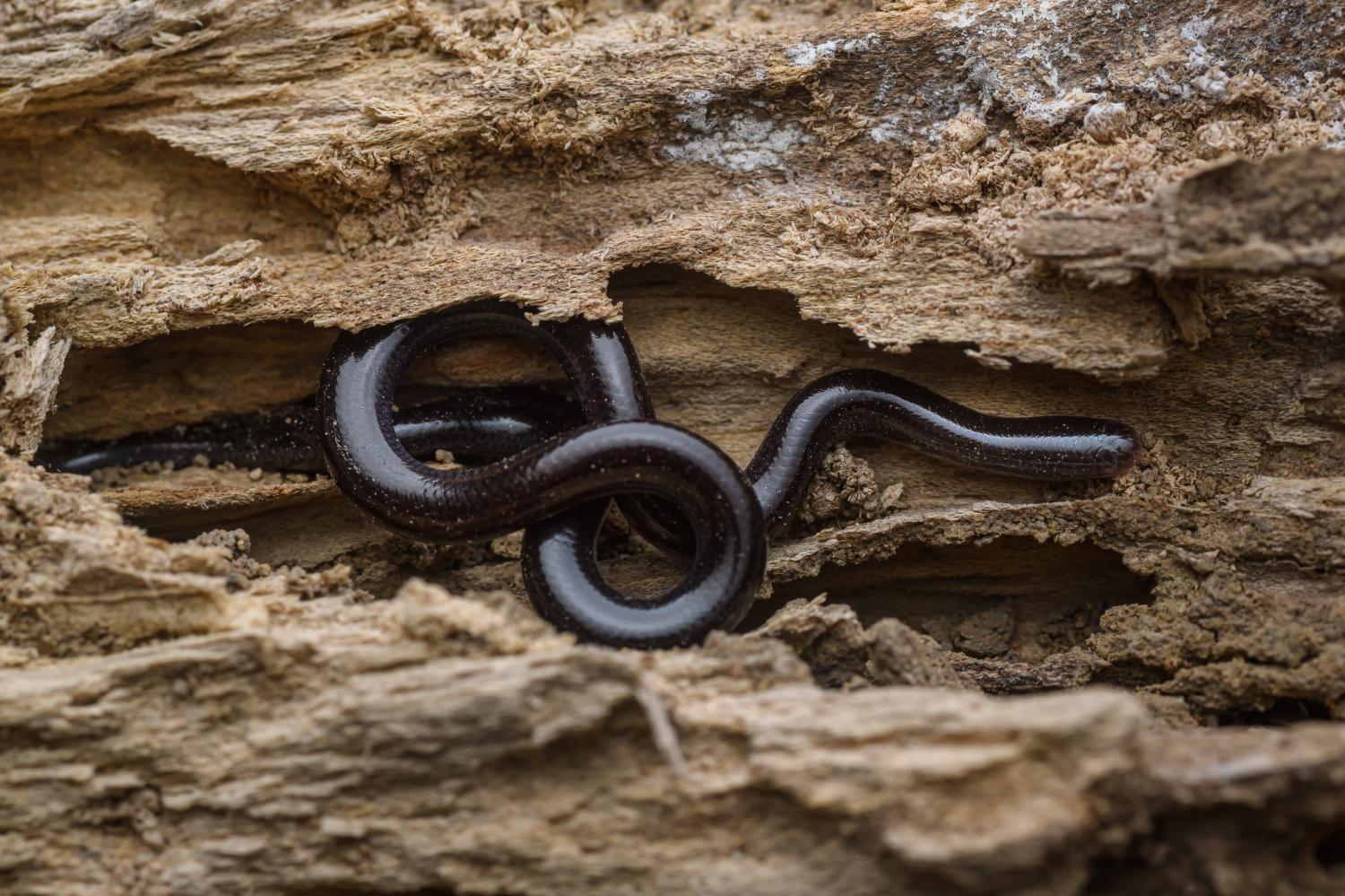 Brahminy's blind snake (Indotyphlops braminus)